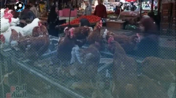 تموين سوهاج تعلن ثبات أسعار الفراخ البيضاء عند 75 جنيها واستقرار لحومها الحمراء